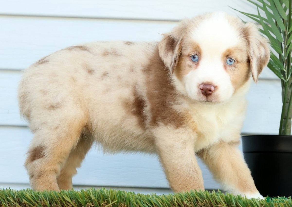 Miniature Australian Shepherd dogs for sale: Tulip - Ad 6