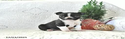 Boston Terrier dogs for sale: Jack  - Ad 5