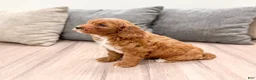 Mini Goldendoodle dogs for sale: Alexus - Ad 4