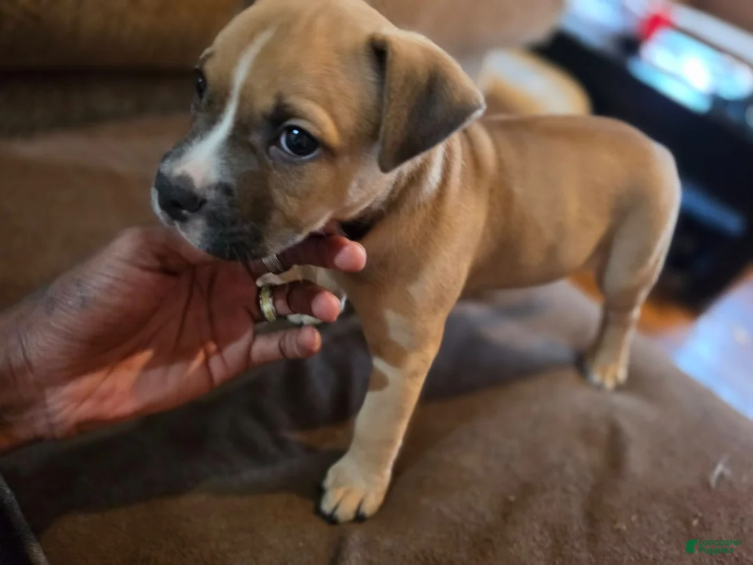 Mixed Breed dogs for sale: Monty - Ad 1