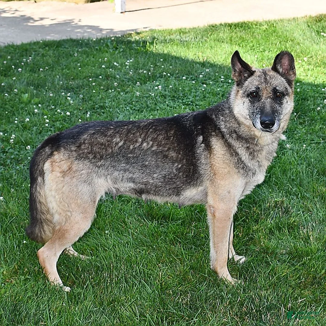 German Shepherd dogs for sale: Kezia - Ad 7