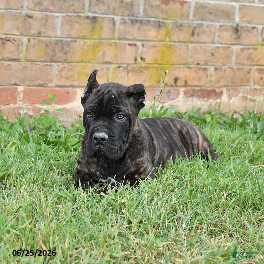 Cane Corso dogs Dawson - Ad 2