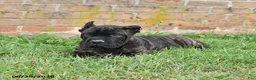 Cane Corso dogs for sale: Dawson - Ad 7