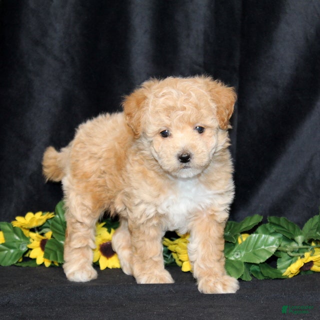 Bichpoo dogs Darling (TOY) - Ad 1