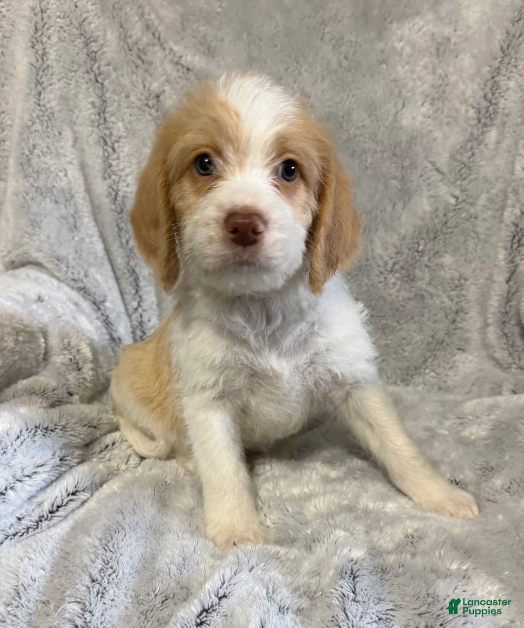 Mixed Breed dogs for sale: Benji - Ad 2