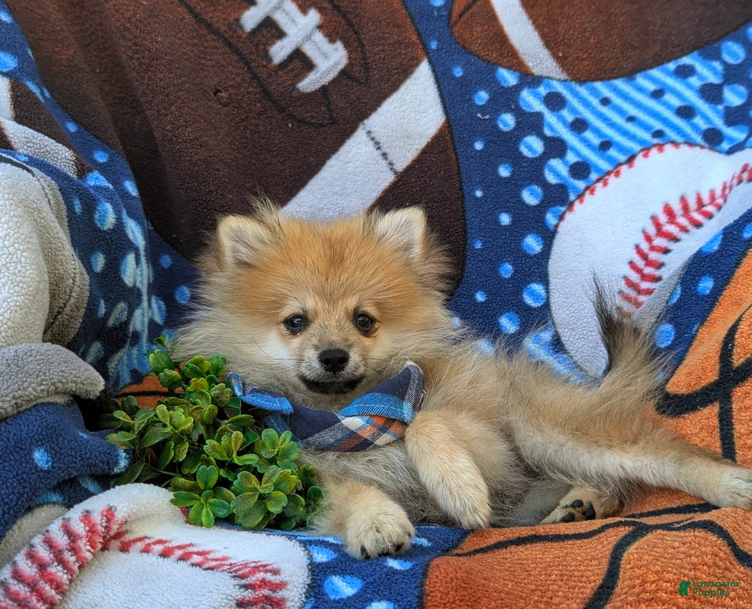 Pomeranian dogs for sale: Malik Genetic Testing 9 lbs Full Grown - Ad 5