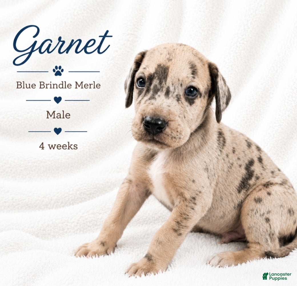 Great Dane dogs Garnet - Ad 16