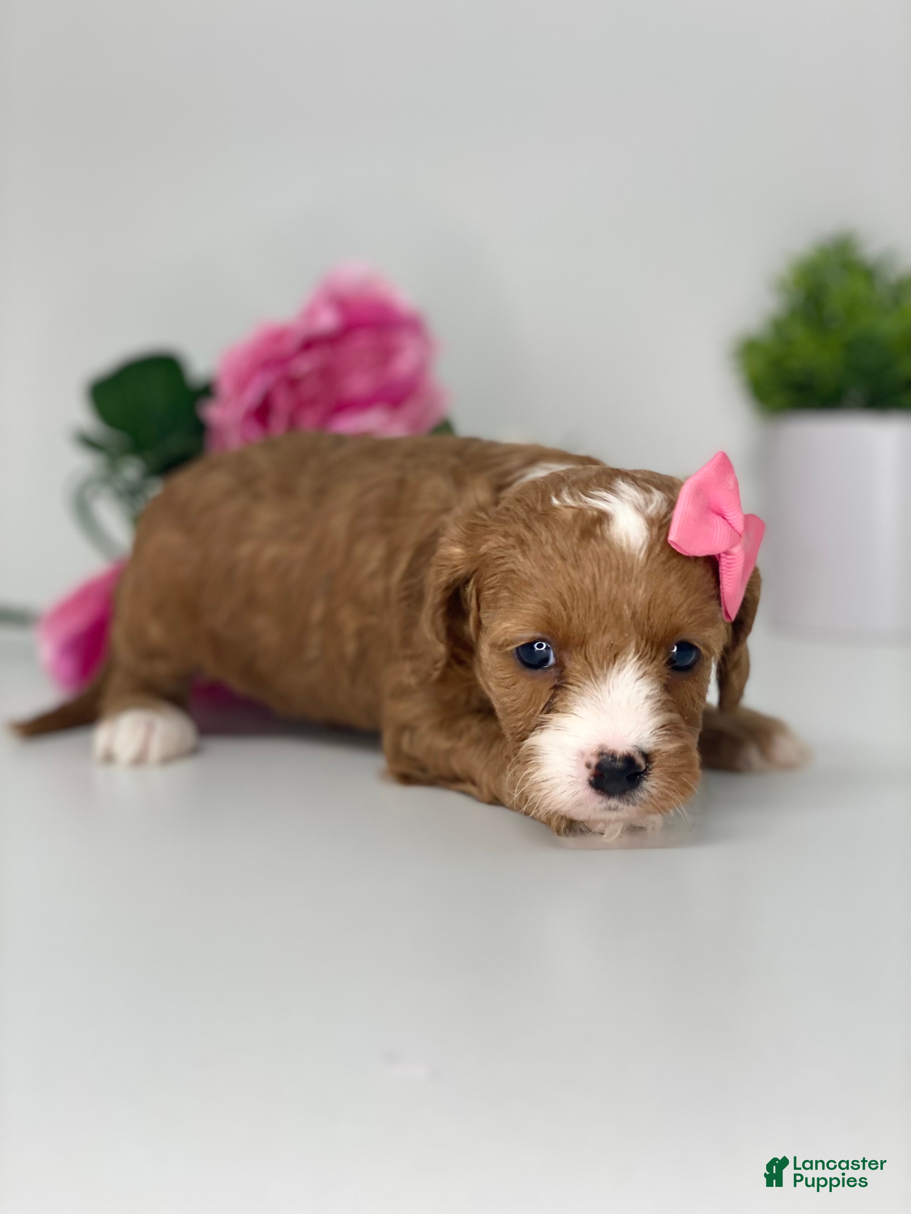 Cavapoo dogs Kathy - Ad 2