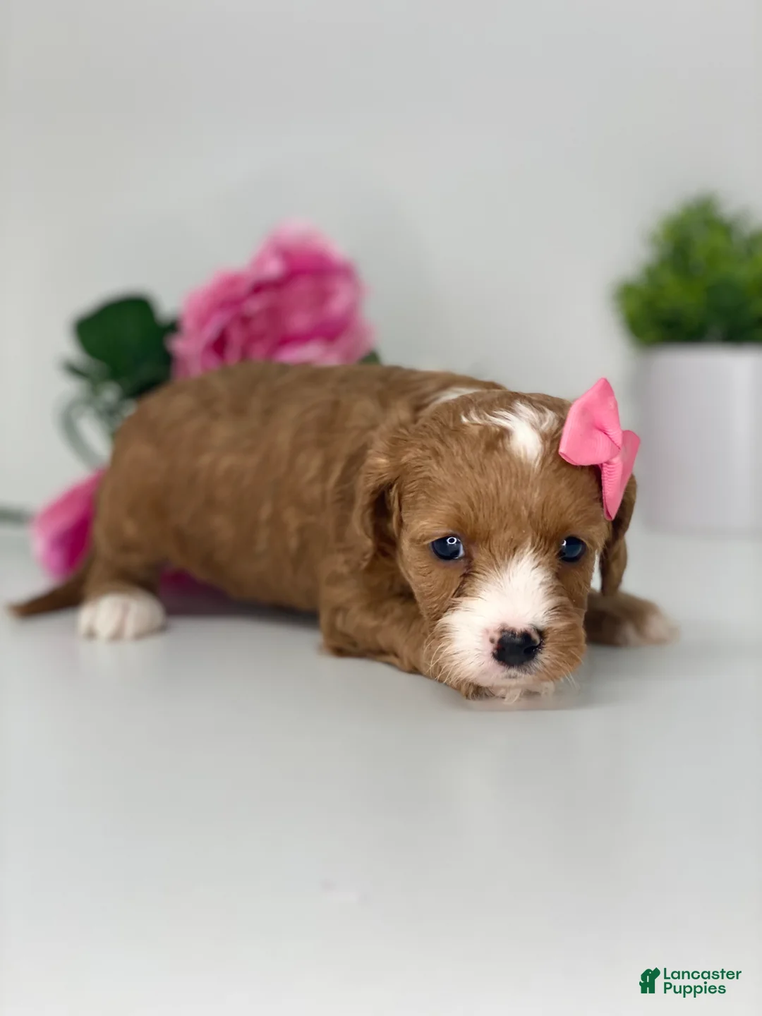 Cavapoo dogs for sale: Kathy - Ad 2