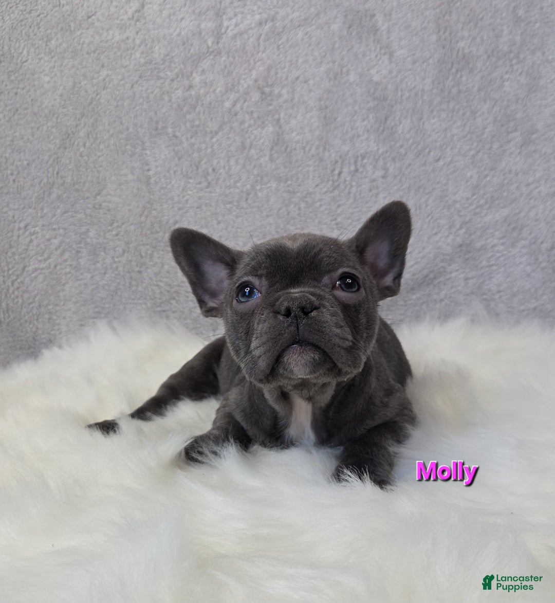 Mixed Breed dogs for sale: Molly - Ad 1