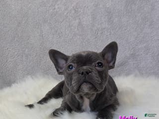 Mixed Breed dogs Molly - Ad 21