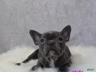 Mixed Breed dogs Molly - Ad 32