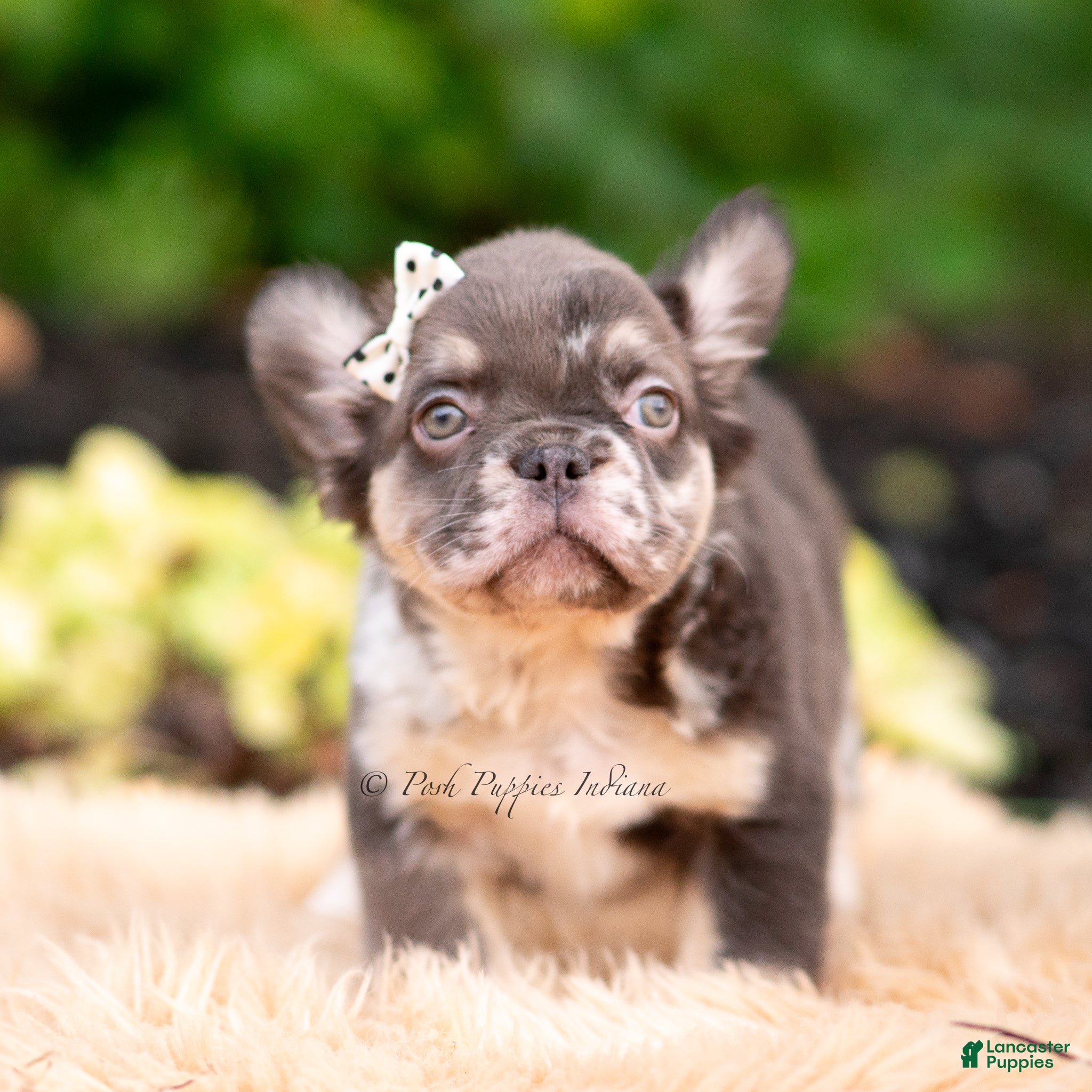 French Bulldog dogs Princess leia - Ad 9