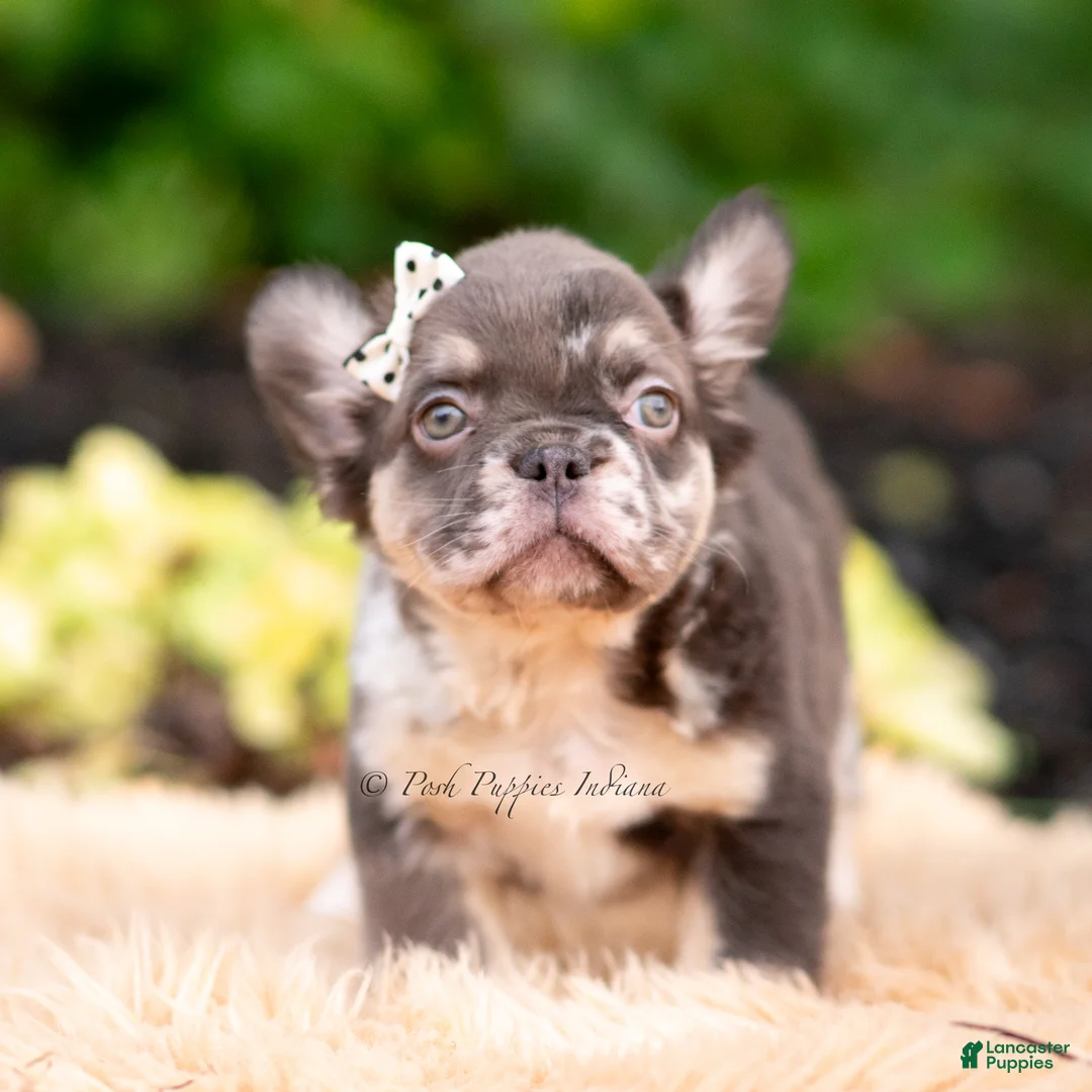 French Bulldog dogs for sale: Princess leia - Ad 1