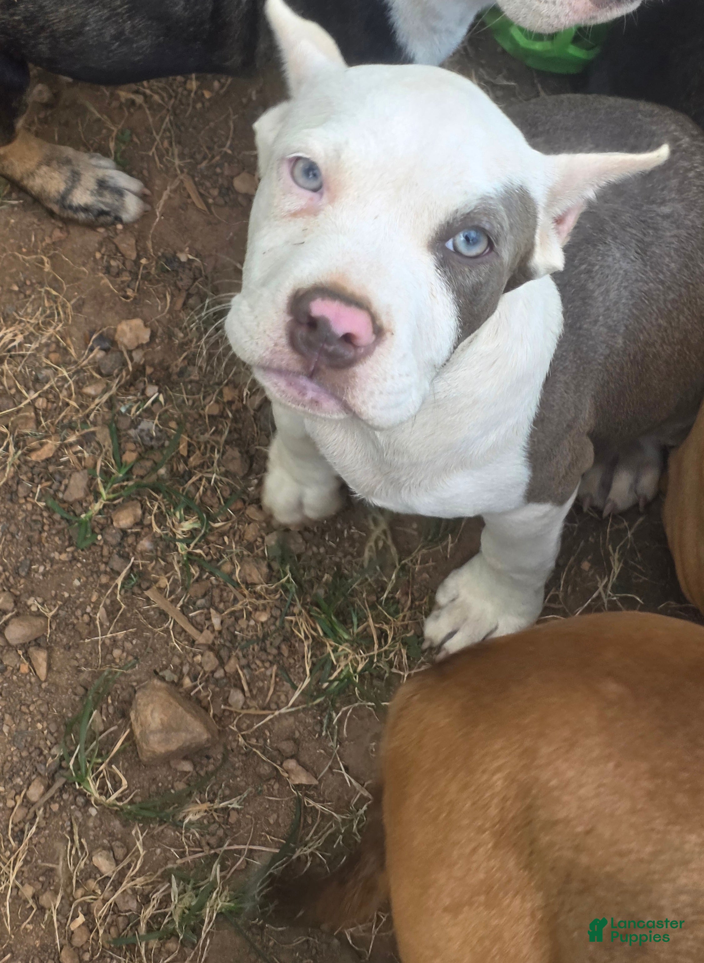 American Bully dogs Pocket Bully male 1 - Ad 36