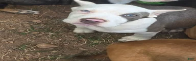 Pocket Bully male 1
