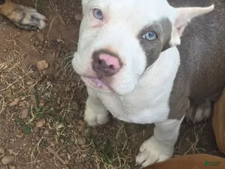 American Bully dogs Pocket Bully male 1 - Ad 36