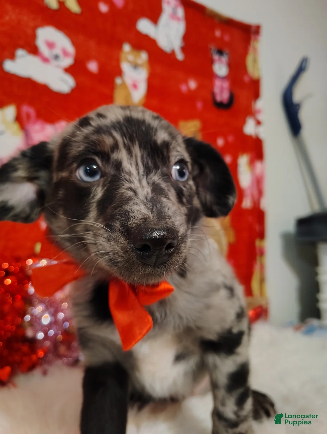 Mixed Breed dogs for sale: Woody - Ad 5