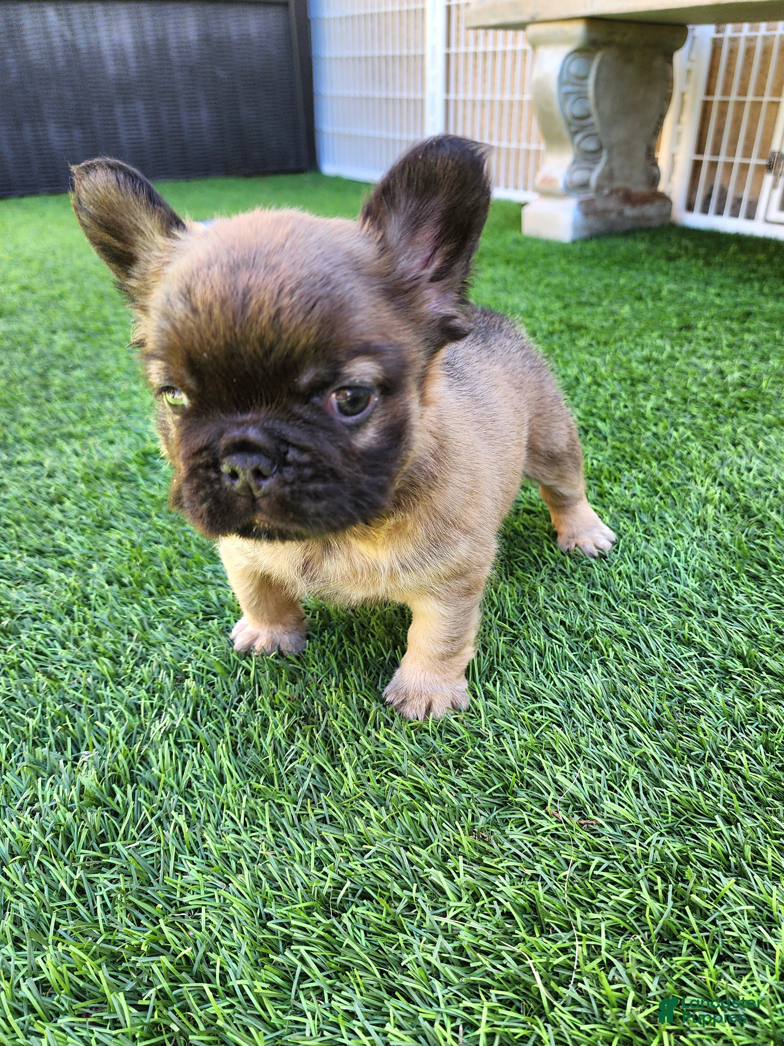 French Bulldog dogs Fluffy Bear  - Ad 2