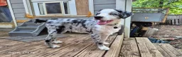 Australian Shepherd dogs for sale: River - Ad 2