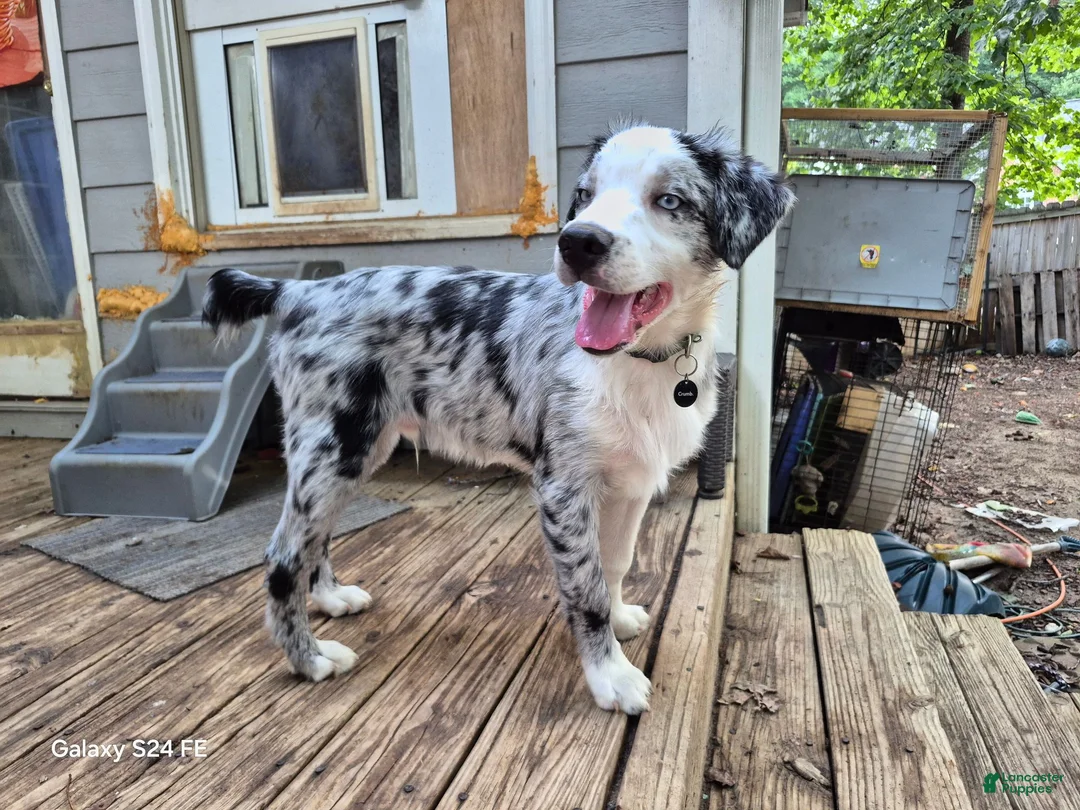Australian Shepherd dogs for sale: River - Ad 2