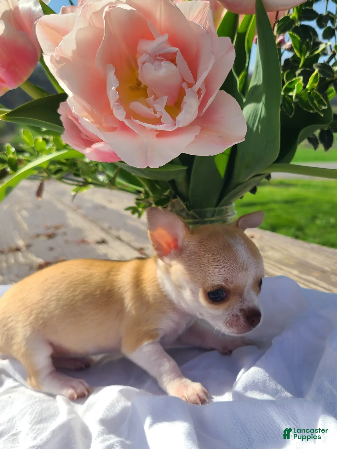 Chihuahua dogs for sale: Heather - Ad 2