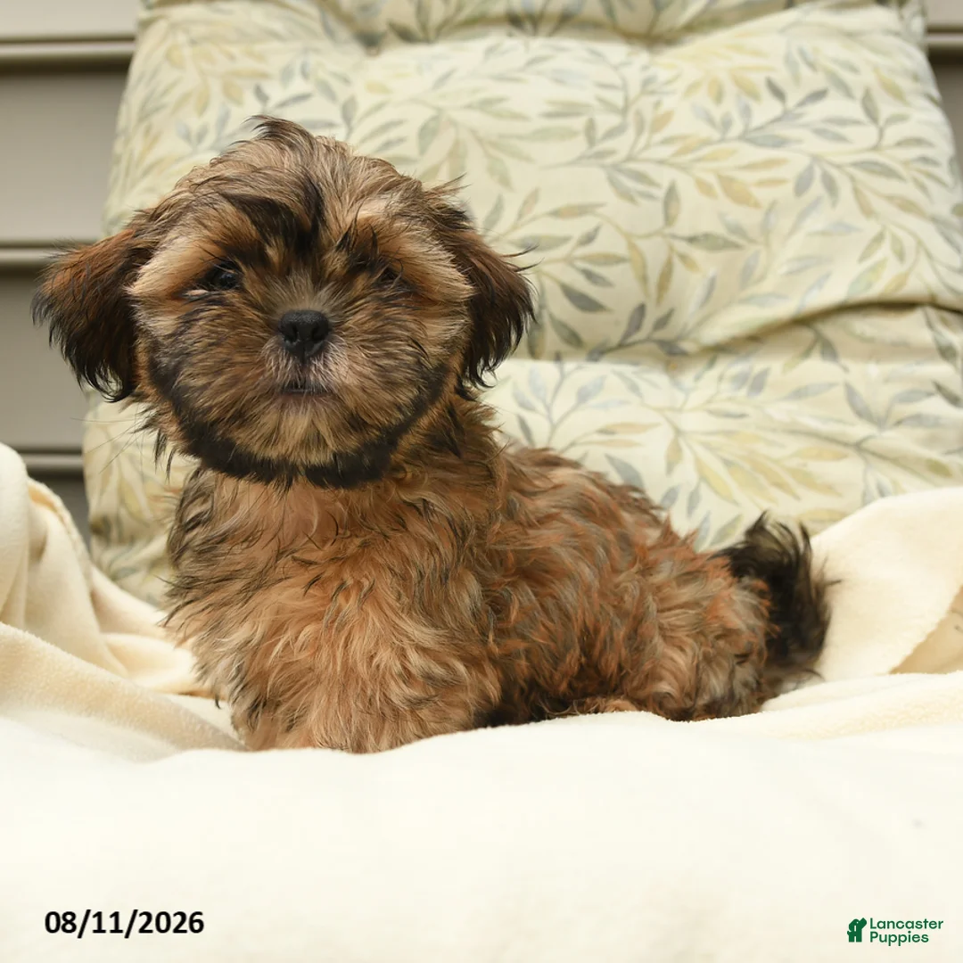 Shih Tzu dogs for sale: Harrison - Ad 3