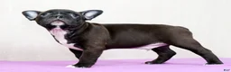 Frenchton dogs for sale: Chocolate - Ad 5