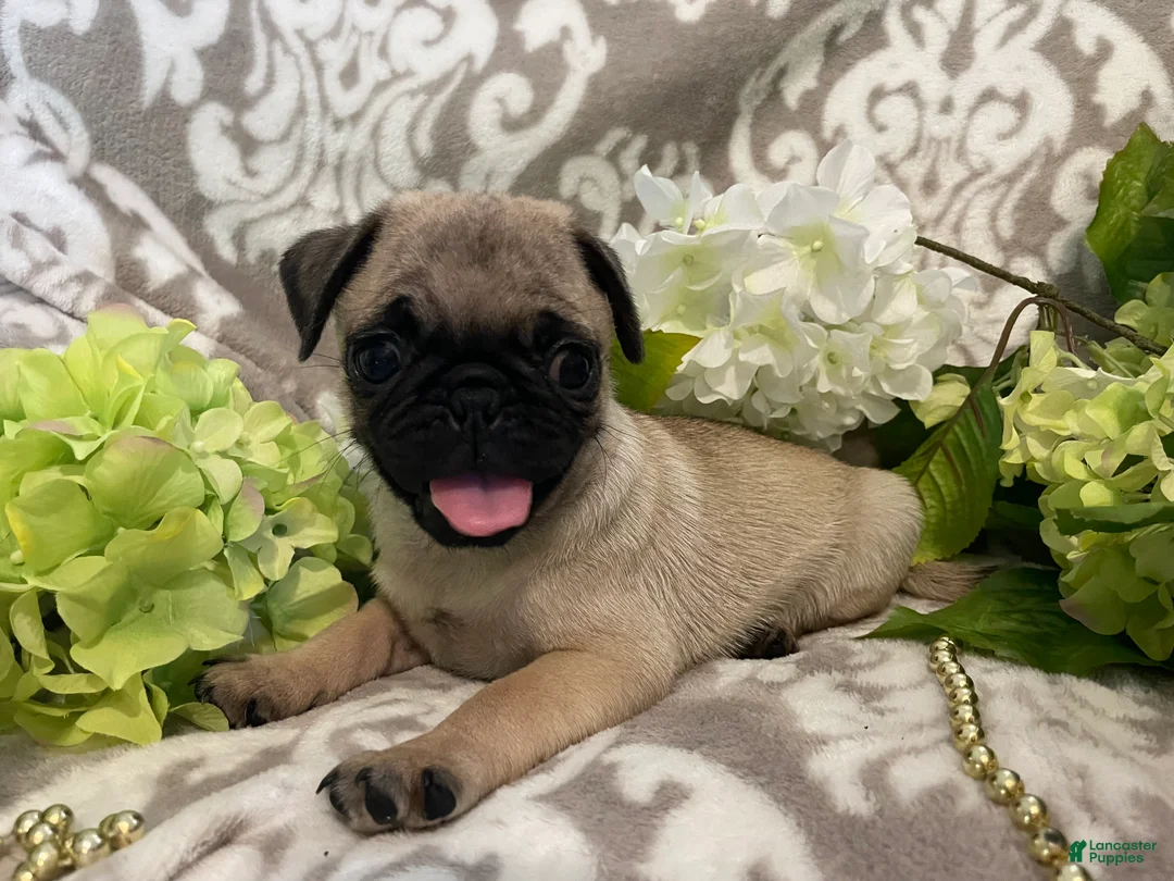 Pug dogs for sale: Rose - Ad 4