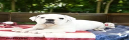 Olde English Bulldogge dogs for sale: Scooter - Ad 3