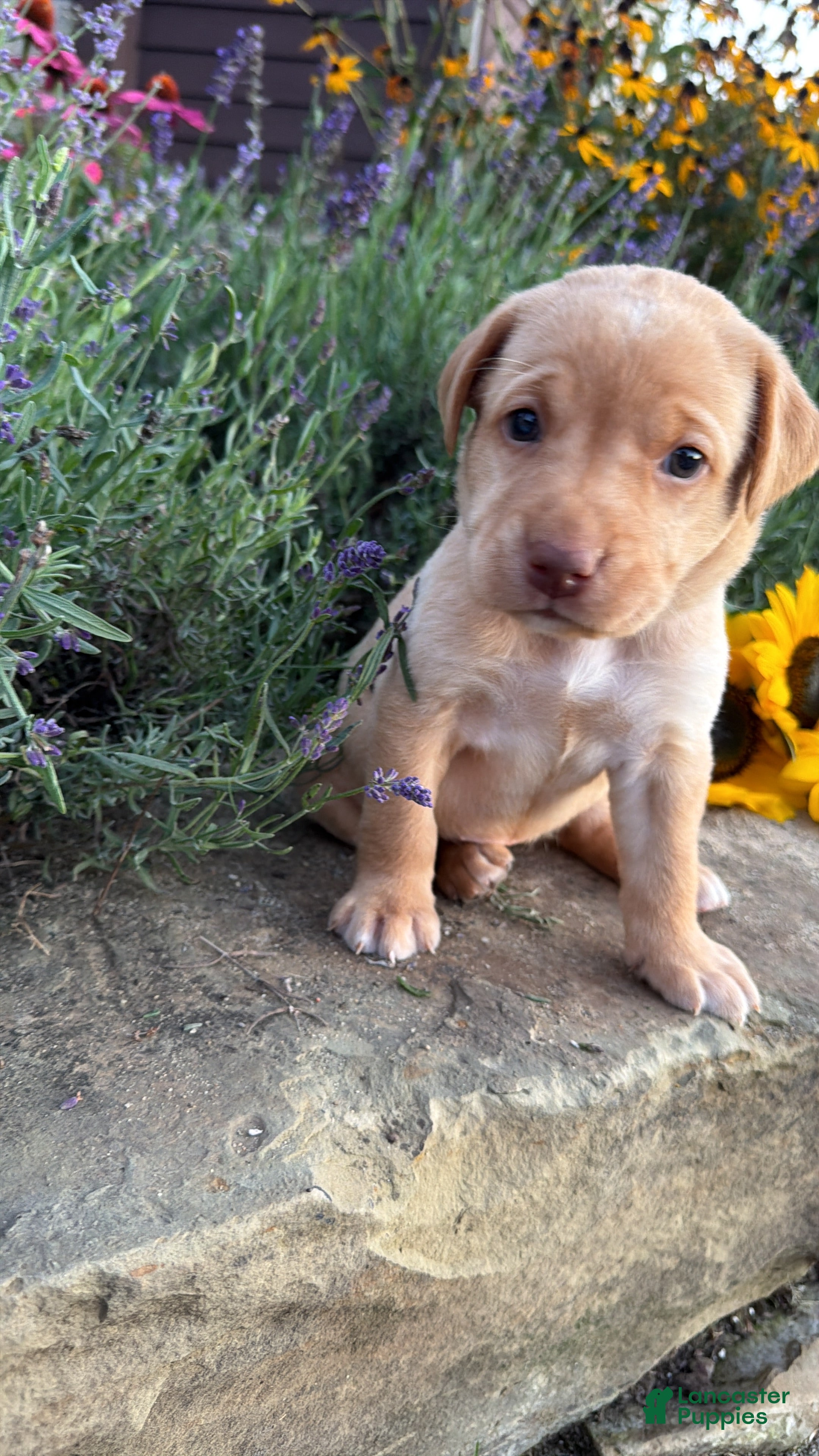 Labrador Retriever dogs Sunny - Ad 1