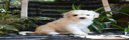 Bichpoo dogs for sale: Beau - Ad 4