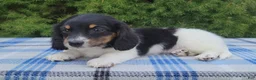 Miniature Dachshund dogs for sale: Sarge - Ad 12