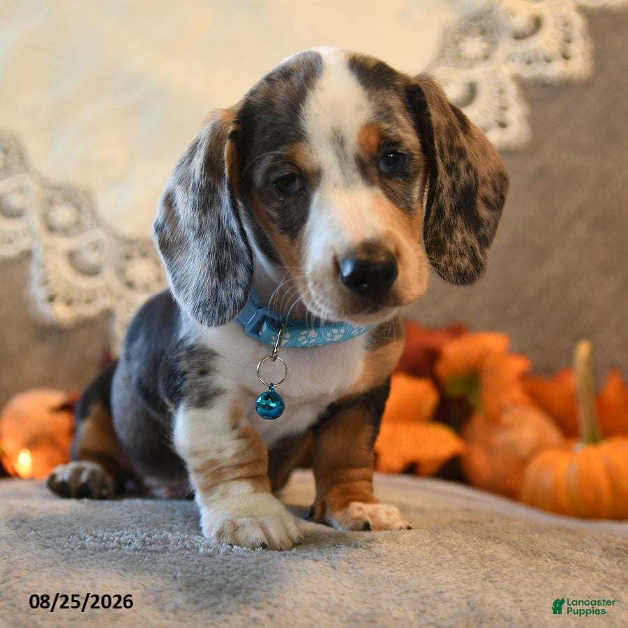 Dachshund dogs Peter - Ad 2