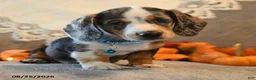 Dachshund dogs for sale: Peter - Ad 2