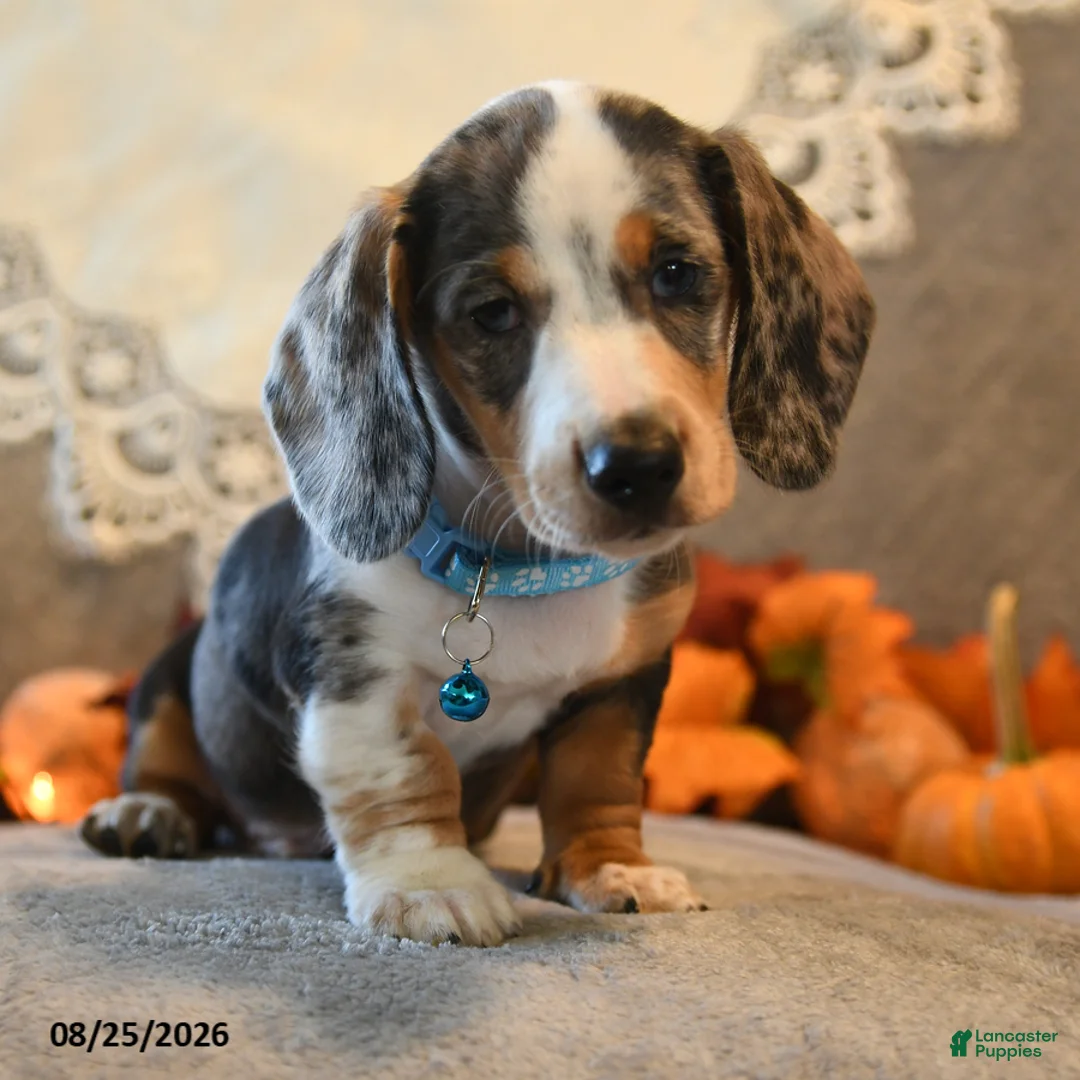 Dachshund dogs for sale: Peter - Ad 2