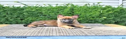 Mixed Breed dogs for sale: Avanti - Ad 4