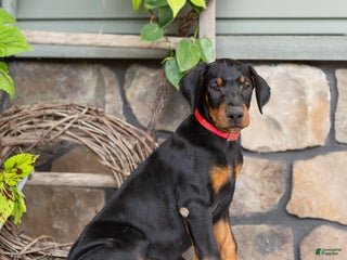 Doberman Pinscher dogs - Ad 25