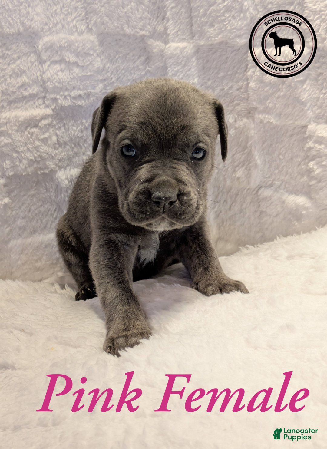 Cane Corso dogs for sale: Pink - Ad 7