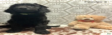 Goldendoodle 5
