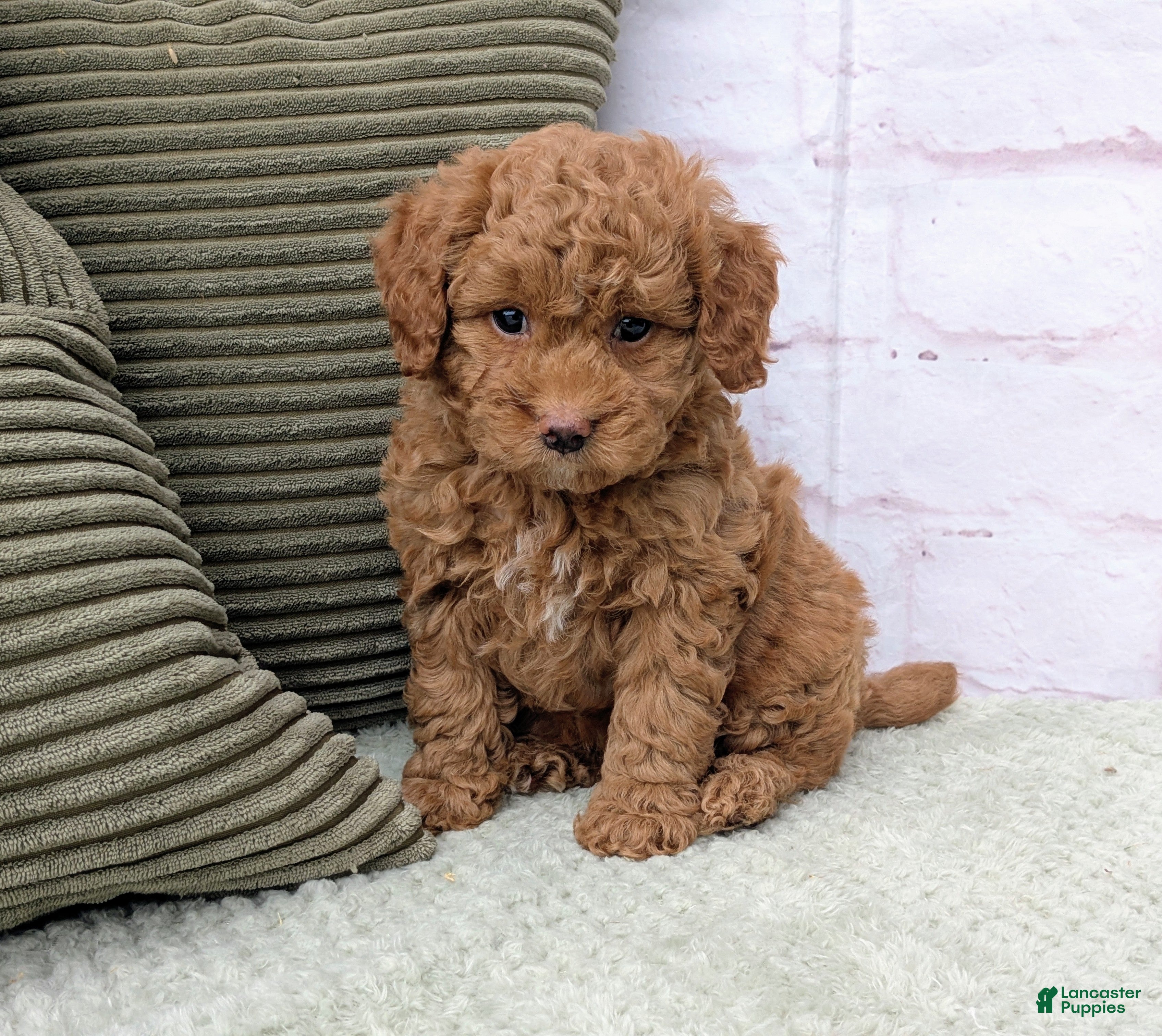 Mini Goldendoodle dogs Sierra - Ad 2