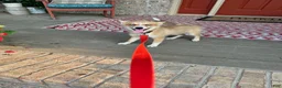 Pomsky dogs for sale: Hugo - Ad 5