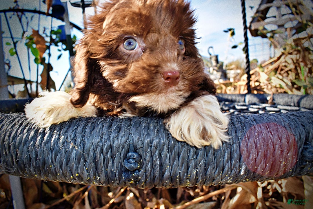 Havapoo dogs for sale: Ozzie - Ad 4