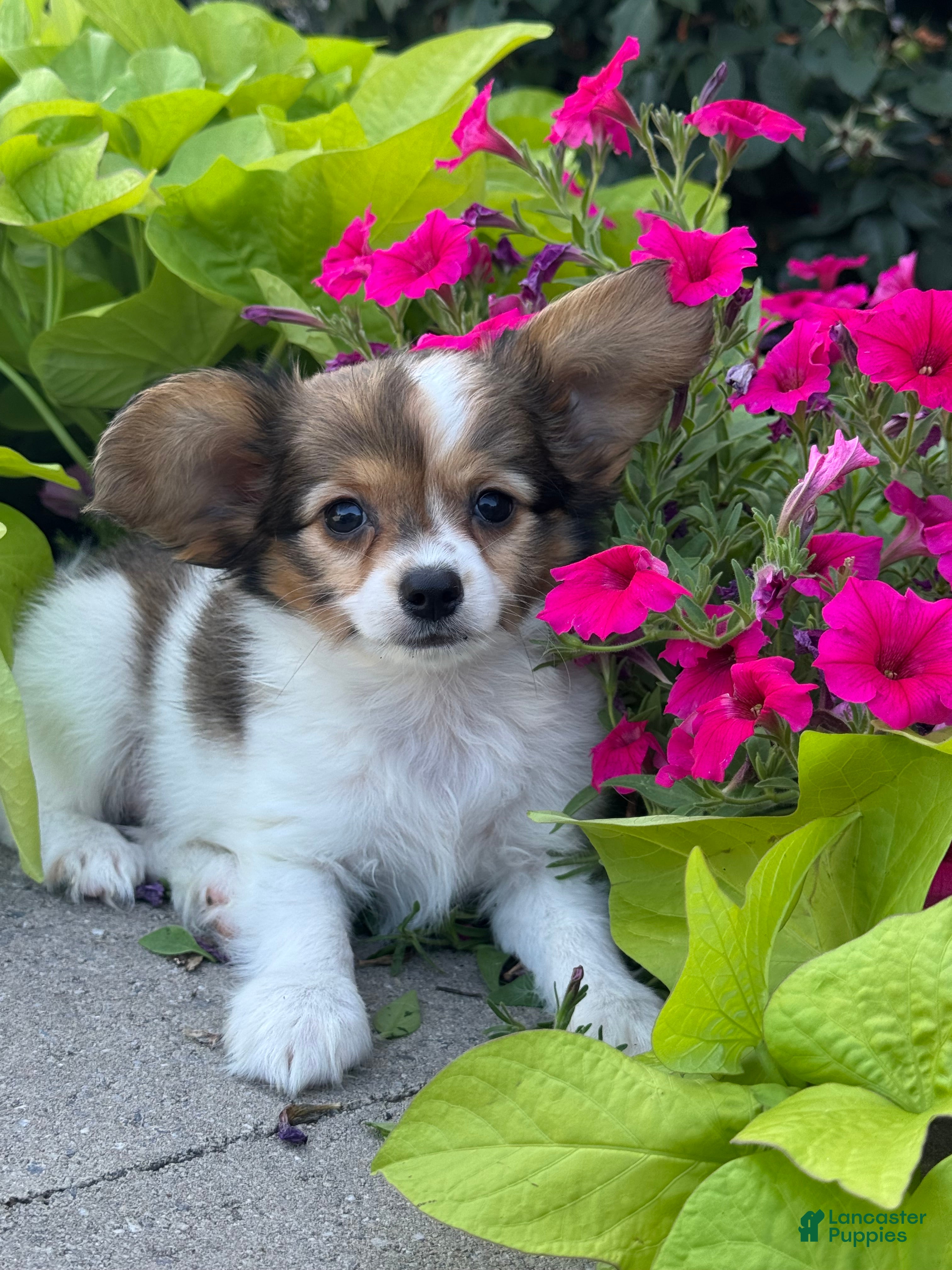 Papillon dogs Rory - Ad 17