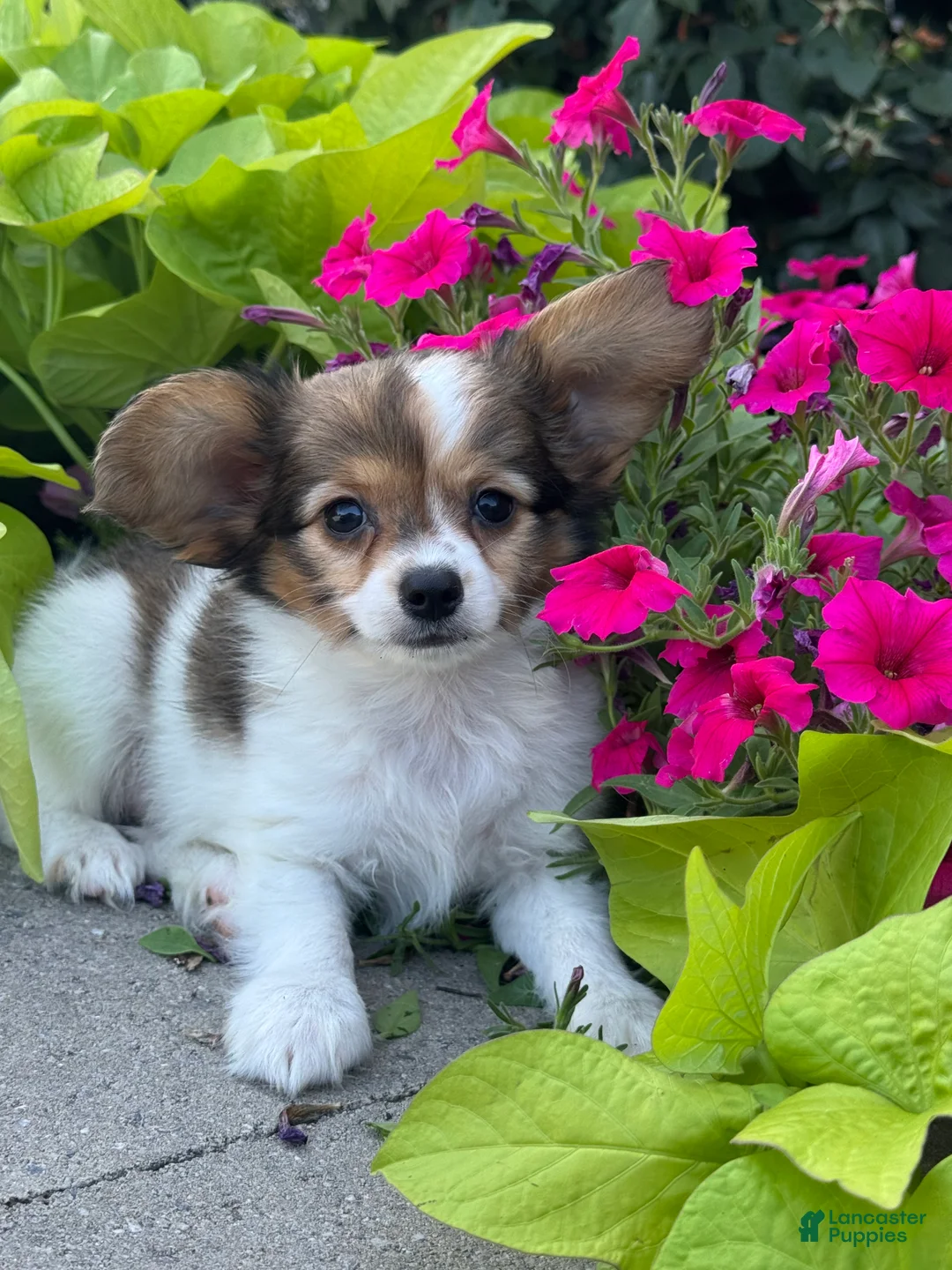 Papillon dogs for sale: Rory - Ad 1