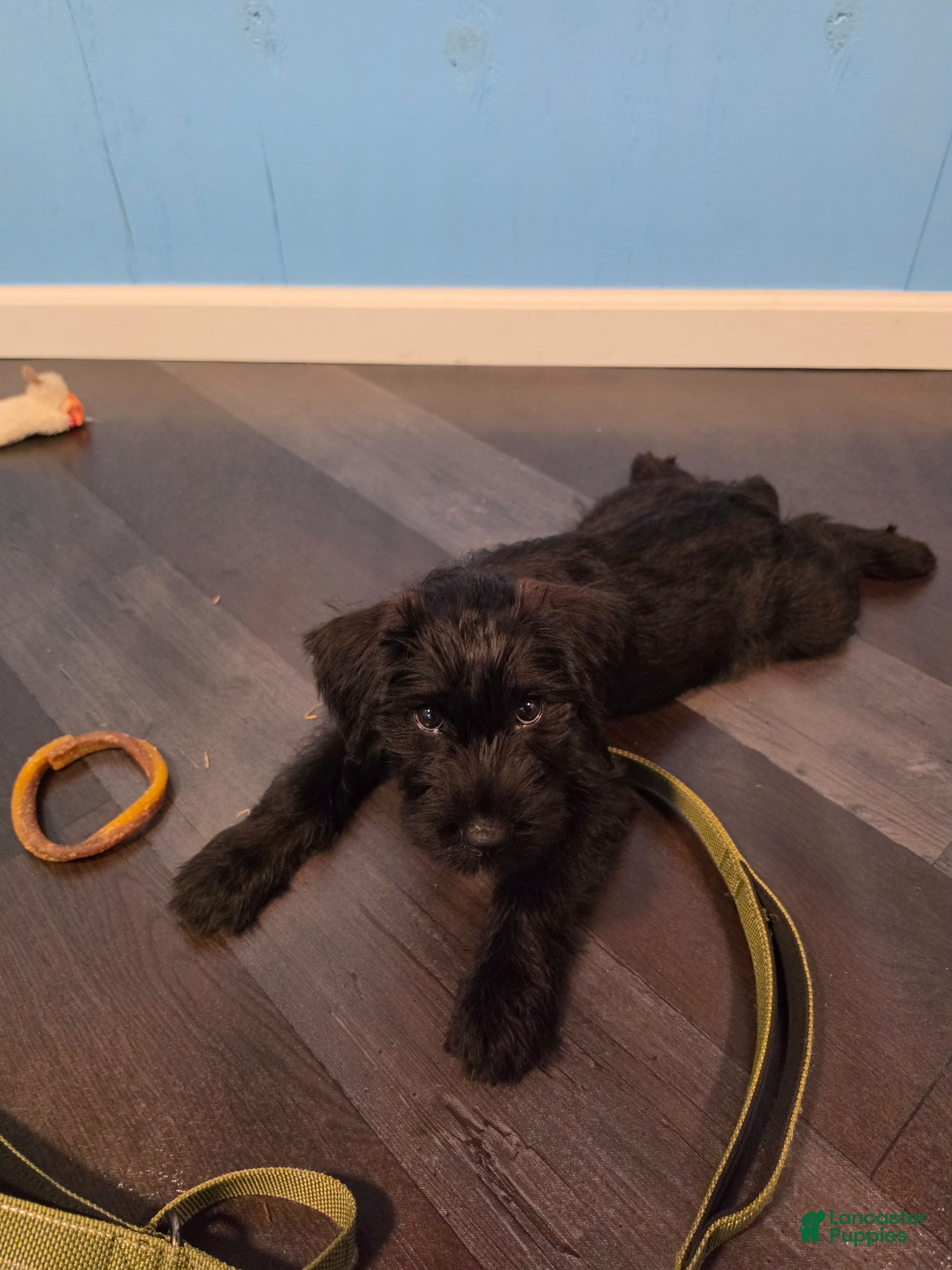 Standard Schnauzer dogs for sale: Standard Schnauzer Puppy 1 - Ad 1