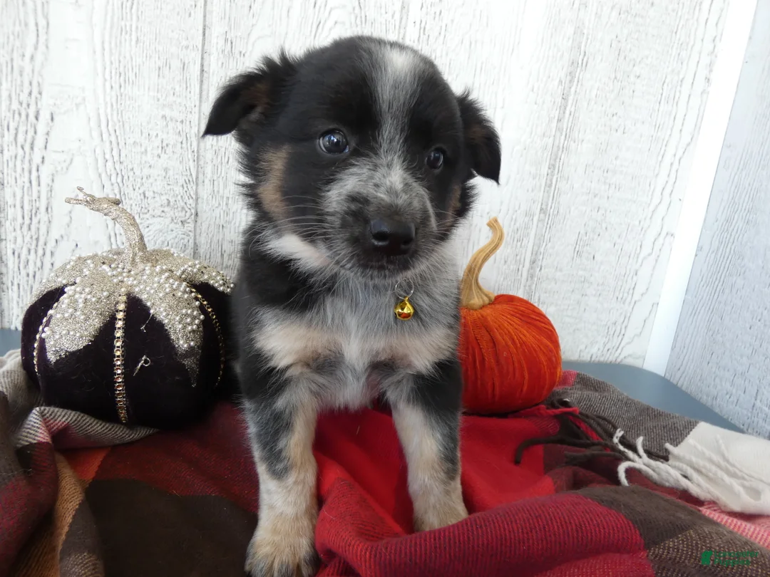 Australian Cattle Dog dogs for sale: Australian Cattle Dog 3 Ollie - Ad 2