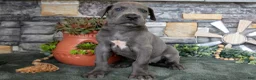 Great Dane dogs for sale: Big Boy - Ad 1