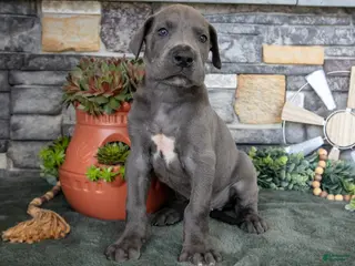 Great Dane dogs for sale: Big Boy - Ad 3