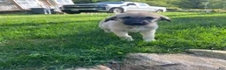 Anatolian Shepherd dogs for sale: Jade - Ad 1